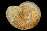 Oxfordian Ammonite (Perisphinctes) Fossil - France #152749-1